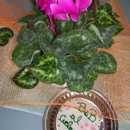 Al Ciclamino ベッド・アンド・ブレックファスト 3*